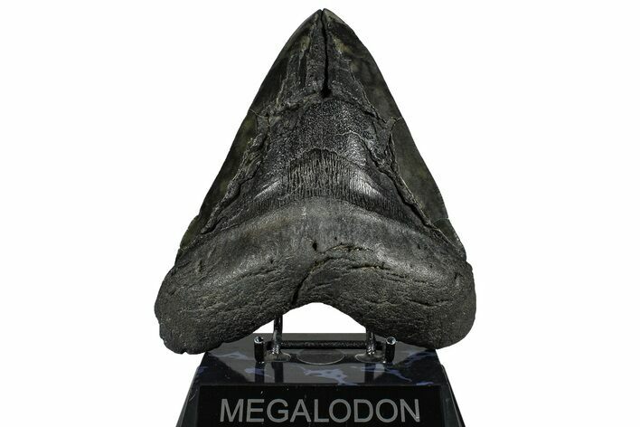 Bargain, Fossil Megalodon Tooth - Giant River Meg #360769